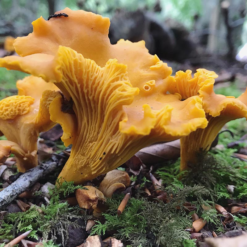 chanterelle-mushrooms-growing-in-the-wild-2021-08-31-11-50-58-utc